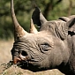 4 Rhino Heads Worth $650,000 (€497,890) Stolen from Museum in Ireland