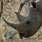 Rhino Horns Poisoned, Injected with Pink Dye