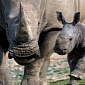 Rhino Mom and Her Calf Killed by Poachers in India