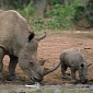 Rhino Poaching in South Africa Hits Record Levels