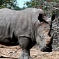 Rhino Slaughtered by Poachers in National Park in India