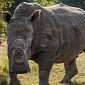Rhinos Are Tortured and Mutilated by Poachers, Somehow Survive