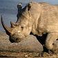 Rhinos Go Walkies, Conservationists Fear Poachers Are Onto Them
