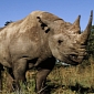 Rhinos Might Go Extinct by the End of This Decade, Specialists Warn