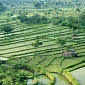 Rice Crops Release Greenhouse Gas Methane, Up the Effects of Global Warming