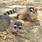 Ringtail Cubs Make Their First Public Appearance at Zoo in California