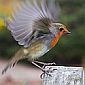 Robins Use Quantum Physics to Migrate