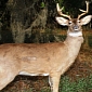 Robot Deer Help Florida Officials Catch Poachers