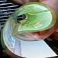 Rollable TVs Coming Thanks to Flexible 18-Inch OLED Panel from LG