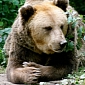 Romanian Brown Bear Is Killed by Poachers