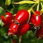 Rose Hips Extract Might Treat Aggressive Breast Cancer, Study Finds