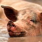 Roughly 1,200 Dead Pigs Found Floating in a Shanghai River