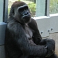 Roughly 3,000 Great Apes Are Either Killed or Captured on a Yearly Basis