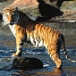 Royal Bengal Tiger Dies of Multiple Organ Failure