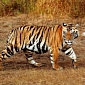 Runaway Tiger Willingly Returns to Zoo It Escaped From