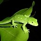 Russia in Mourning over the Death of Its Space Love Geckos
