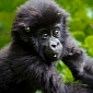 Rwanda, DRC, and Uganda Move to Protect Mountain Gorillas