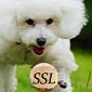 SSL 3.0 Falls in the Face of POODLE Attack, Needs to Be Disabled