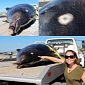 Saber-Toothed Whale Washes Ashore in Venice Beach, California