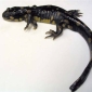 Salamander Mutations Linked to Human Activities