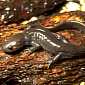Salamanders Help Researchers Figure Out How to Regrow Human Limbs