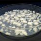 Salt Crusts May Have Harbored Prebiotic Molecules