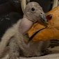 San Diego Zoo Welcomes This Year's First Condor Chick