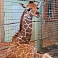 San Francisco Zoo Welcomes Adorable Baby Giraffe
