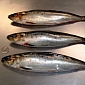 Sardine Collapse Forces Officials to Lower Catch Levels