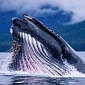 Satellites Can Be Used to “Stalk” Whales Worldwide