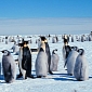 Satellites Can Count Penguins in Colonies