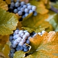 Satellites Used to Boost Grape Production