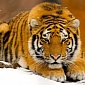Saving Siberian Tigers: a Challenge for Russian Environmentalists
