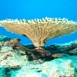 Saving the Coral Triangle Costs Only $5
