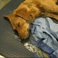 Scam Alert: Pedigree Food Kills Dogs, Fake Animal Control Officers