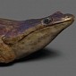 Scary-Looking Ancient Salamander Was a Top Predator the Size of a Car