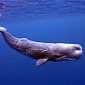 Science Explains How Sperm Whales Can Hold Their Breath for Up to 90 Minutes