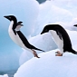Science Explains Why Penguins Cannot Fly