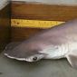 Scientist Finds "Genetically Distinct" Shark