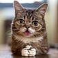 Scientist: Nothing like Watching Cat Videos to Perk Up Your Mood