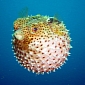 Scientist Predicts Humans Will One Day Grow Pufferfish-Like Beaks