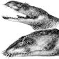 Scientists Discover Ancient Marine Reptiles