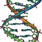 Scientists Discover a Genetic Code for Organizing DNA