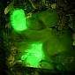 Scientists Engineer Fluorescent Green Rabbits