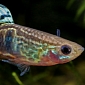 Scientists Explain Why Guppies Jump