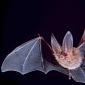Scientists Fight Deadly Fungus That Might Make Bats Go Extinct