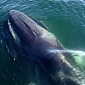 Scientists, Filmmakers Ready to Go Looking for the World's Loneliest Whale