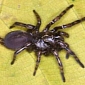 Scientists Find 3 New Species of Trapdoor Spiders