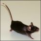 Scientists Find Mice that Break Mendel's Law