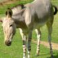 Scientists Found Donkey's Ancestor